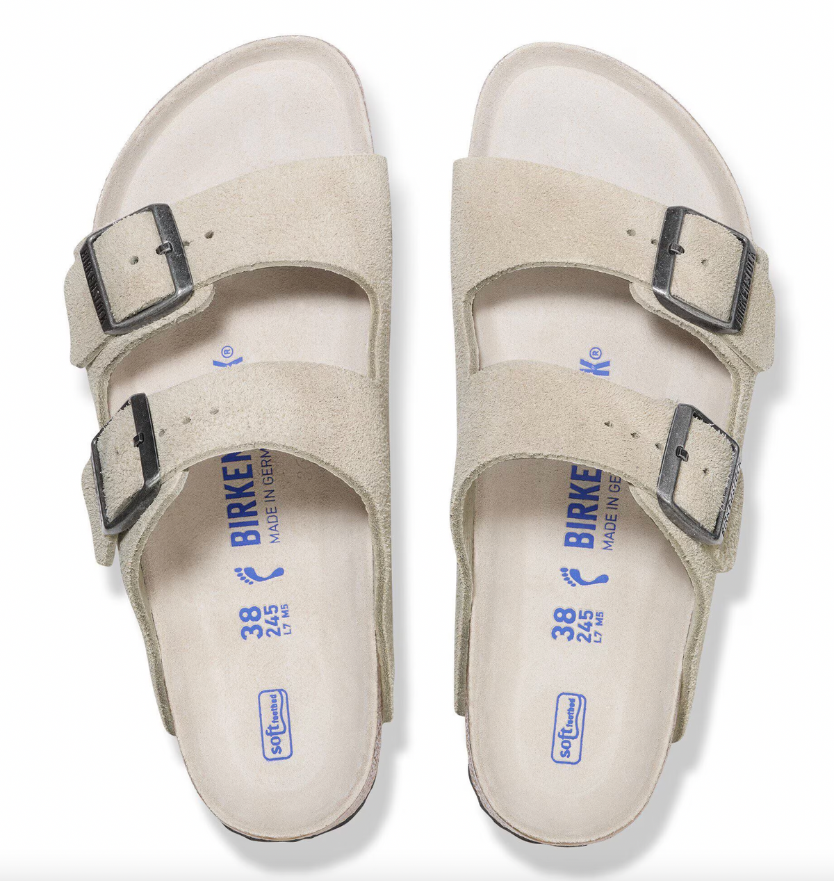 Arizona SFB in Oyster